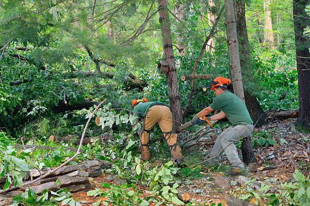 Best Tree Stump Removal  in Carbondale, CO